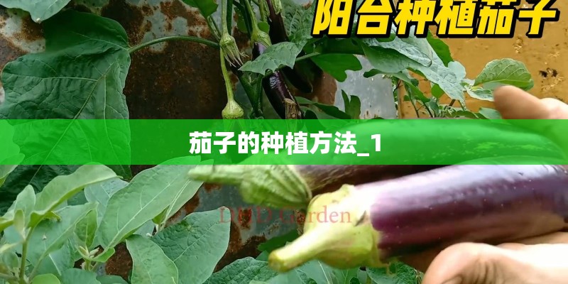 茄子的种植方法_1