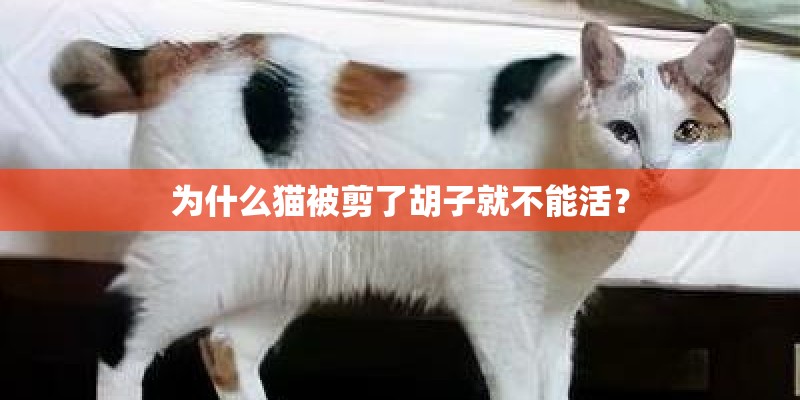 为什么猫被剪了胡子就不能活？