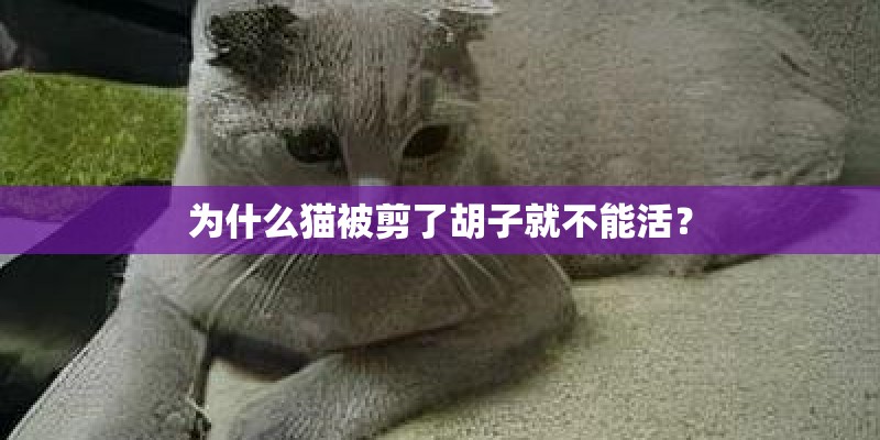 为什么猫被剪了胡子就不能活？