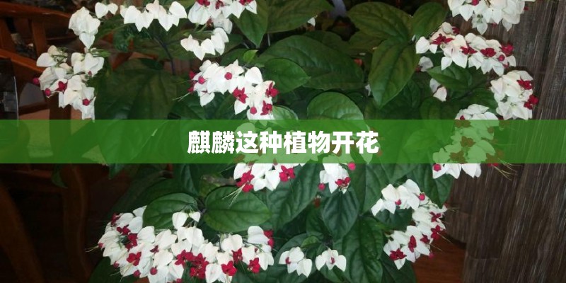 麒麟这种植物开花