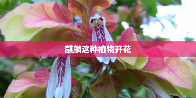 麒麟这种植物开花