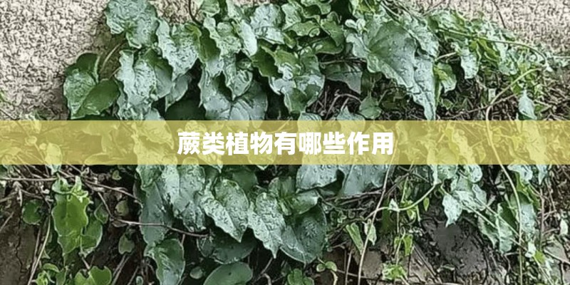 蕨类植物有哪些作用