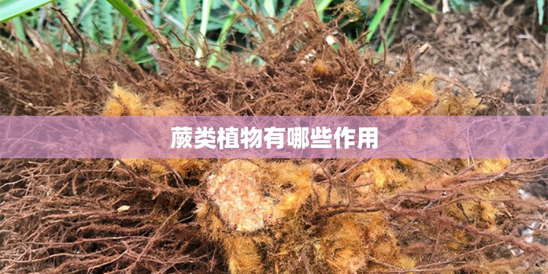 蕨类植物有哪些作用