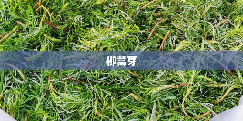 柳蒿芽