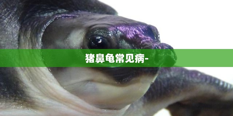 猪鼻龟常见病-
