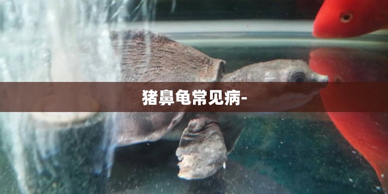 猪鼻龟常见病-