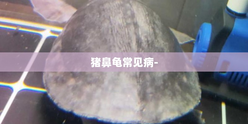 猪鼻龟常见病-