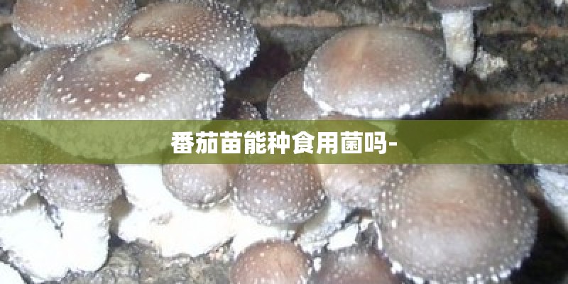 番茄苗能种食用菌吗-