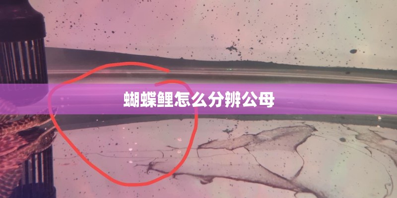 蝴蝶鲤怎么分辨公母