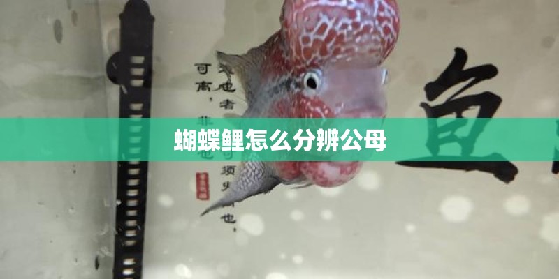 蝴蝶鲤怎么分辨公母