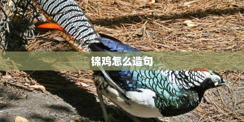 锦鸡怎么造句