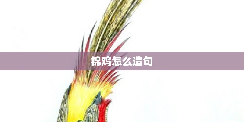 锦鸡怎么造句