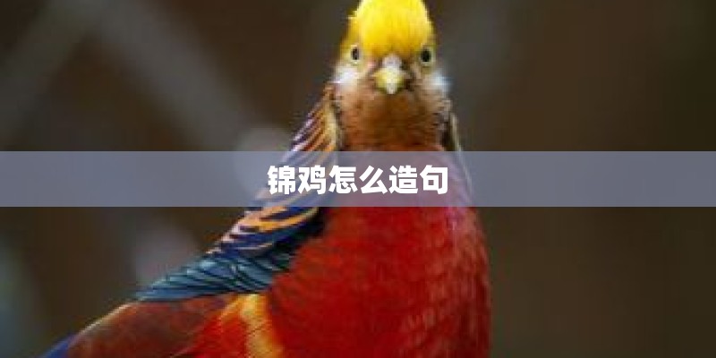 锦鸡怎么造句