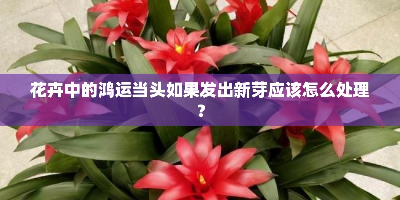 花卉中的鸿运当头如果发出新芽应该怎么处理？
