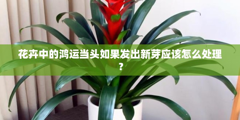 花卉中的鸿运当头如果发出新芽应该怎么处理？