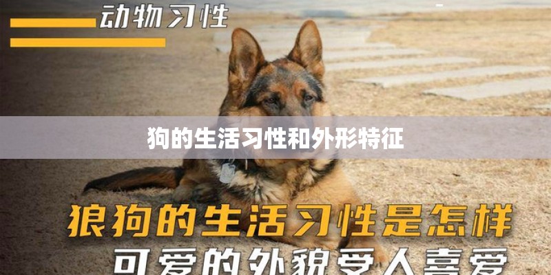 狗的生活习性和外形特征