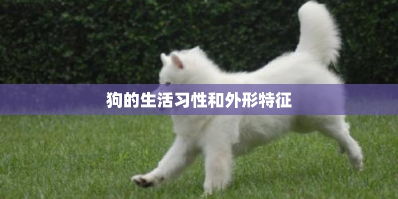 狗的生活习性和外形特征