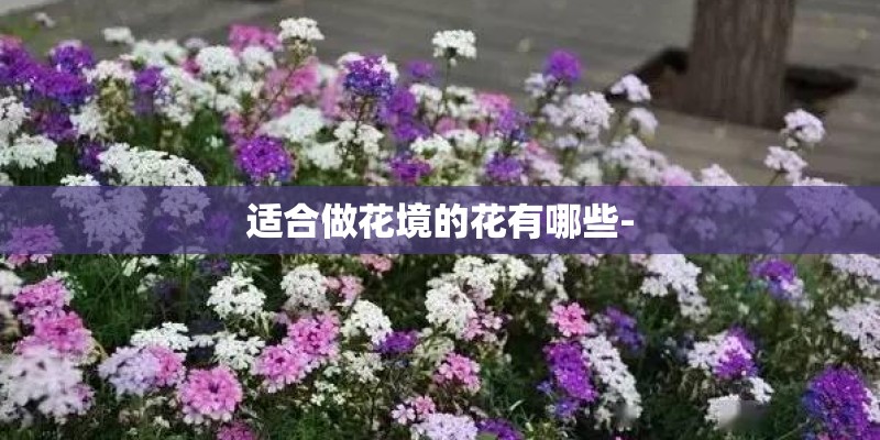 适合做花境的花有哪些-