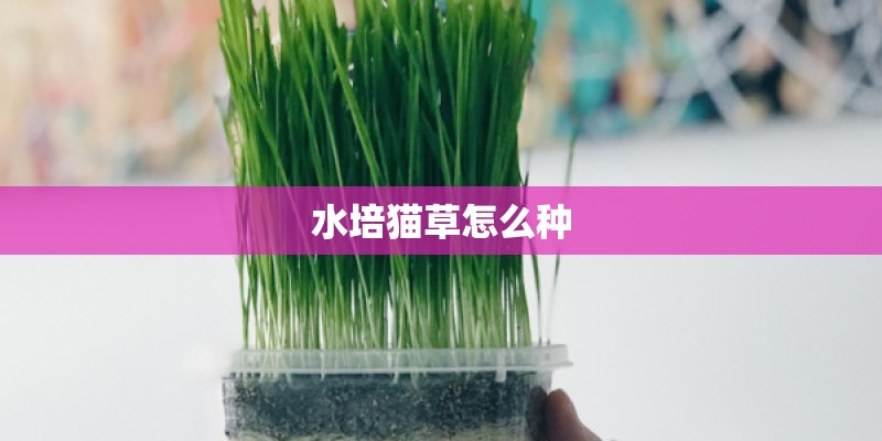水培猫草怎么种