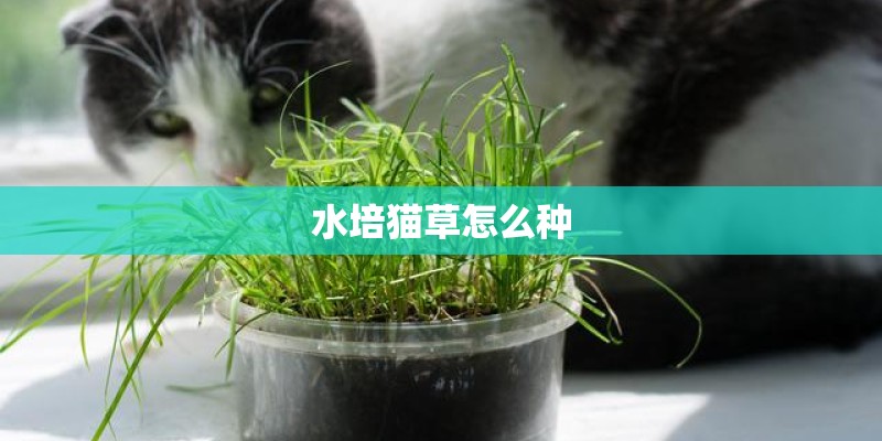 水培猫草怎么种