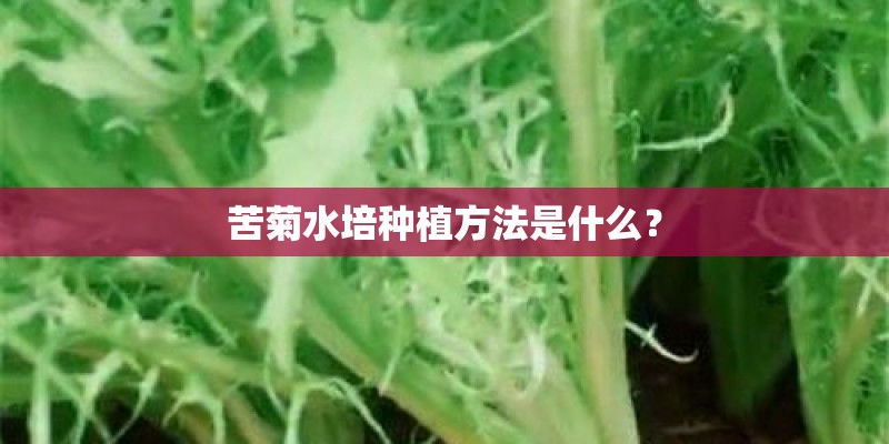 苦菊水培种植方法是什么？