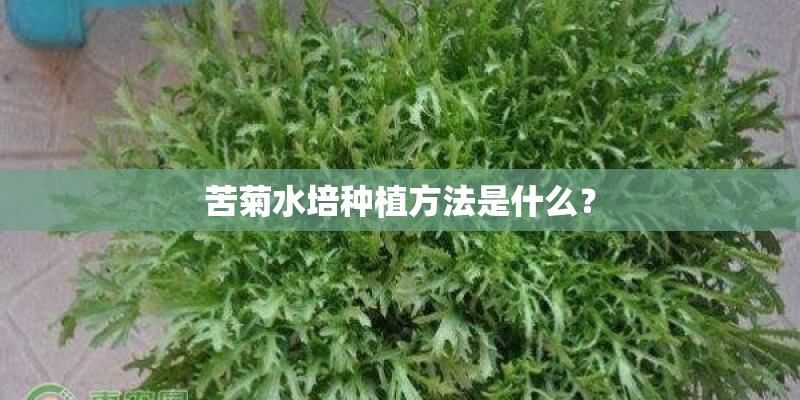 苦菊水培种植方法是什么？