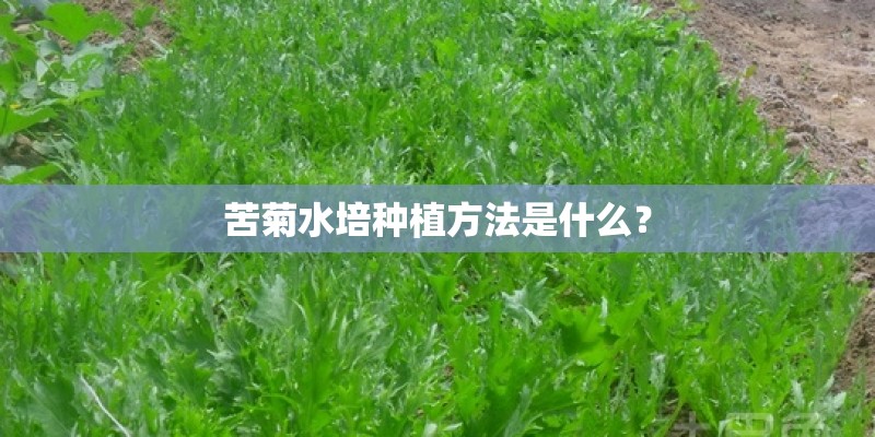 苦菊水培种植方法是什么？