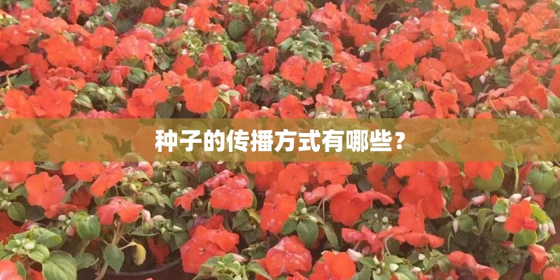 种子的传播方式有哪些？