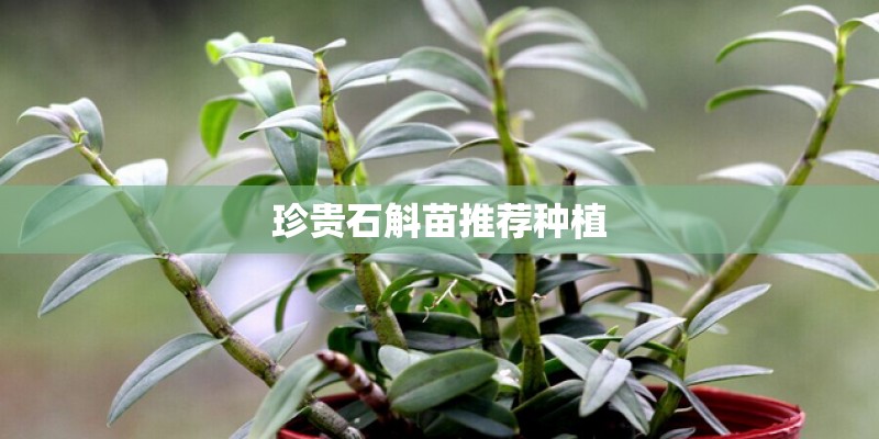 珍贵石斛苗推荐种植