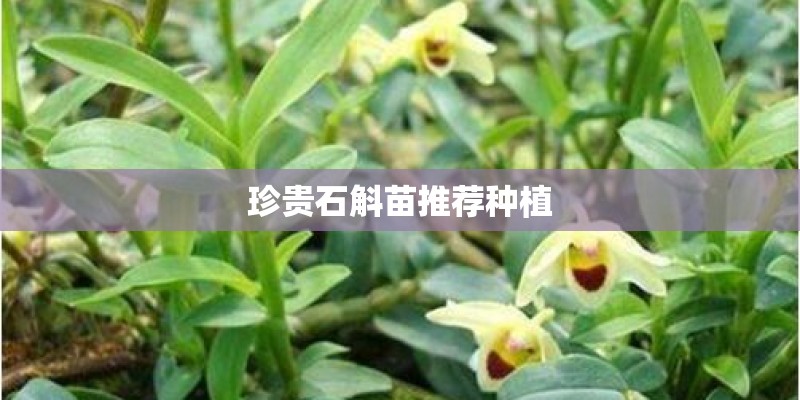 珍贵石斛苗推荐种植