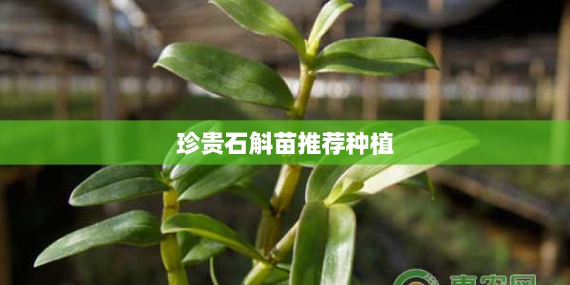 珍贵石斛苗推荐种植