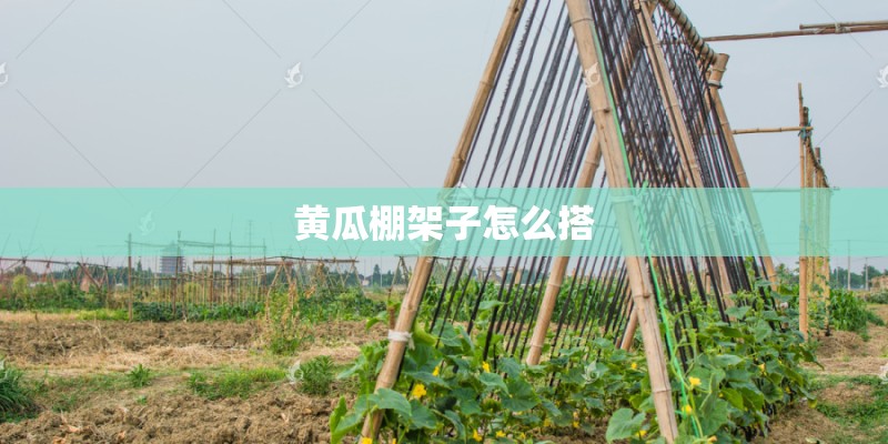 黄瓜棚架子怎么搭