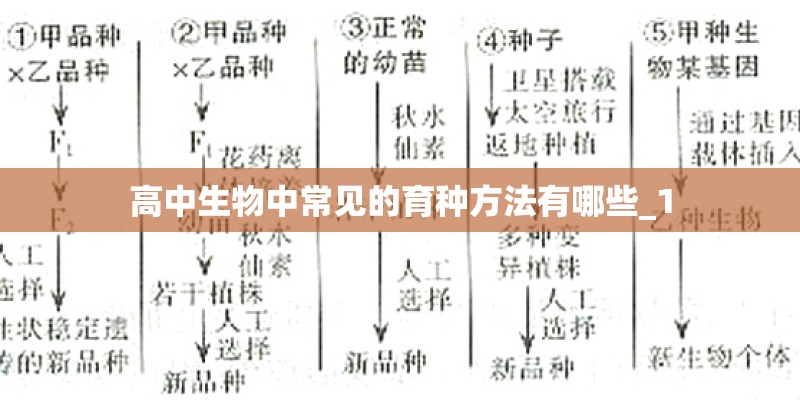 高中生物中常见的育种方法有哪些_1