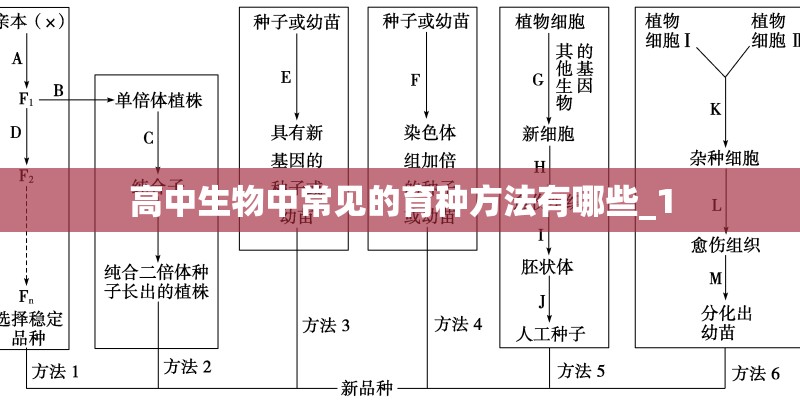 高中生物中常见的育种方法有哪些_1