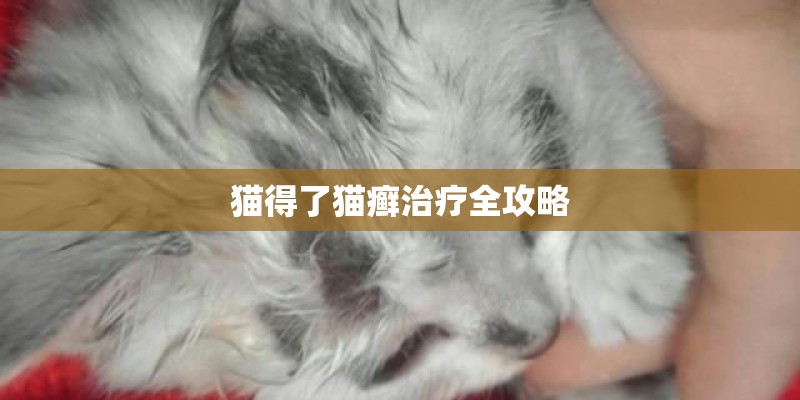 猫得了猫癣治疗全攻略