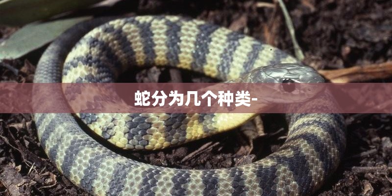 蛇分为几个种类-