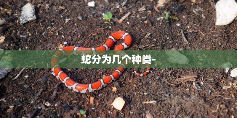蛇分为几个种类-
