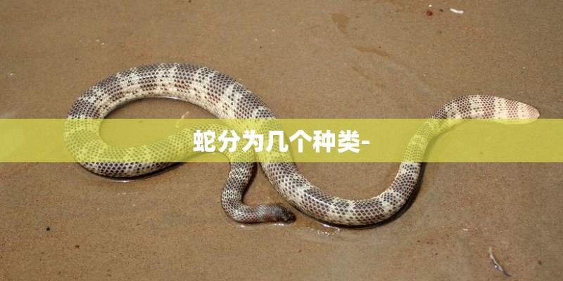 蛇分为几个种类-