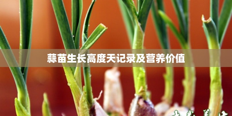 蒜苗生长高度天记录及营养价值