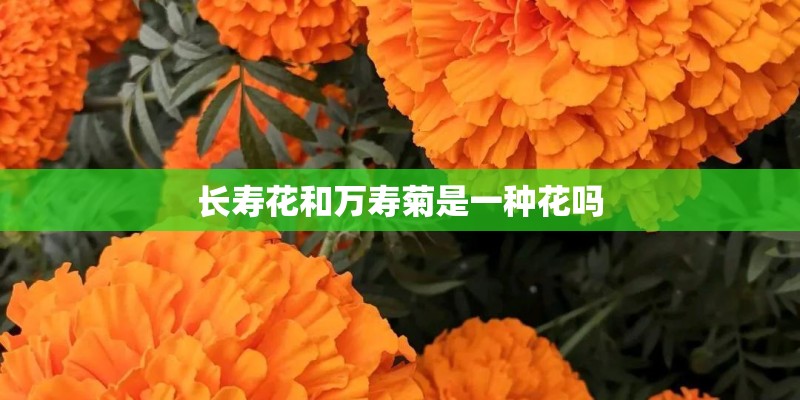 长寿花和万寿菊是一种花吗