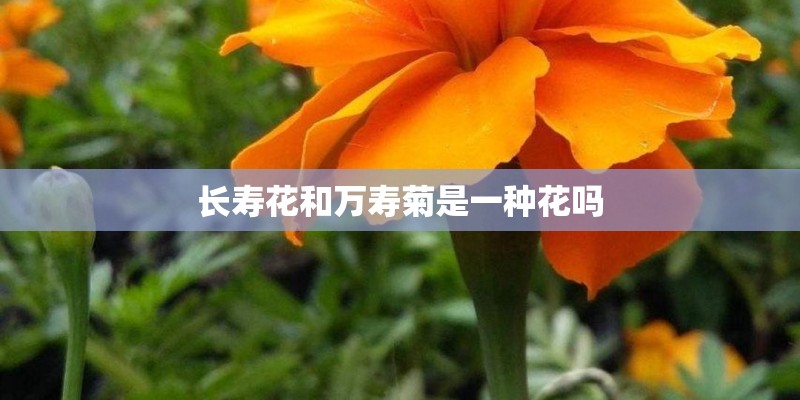 长寿花和万寿菊是一种花吗
