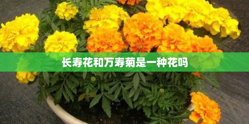 长寿花和万寿菊是一种花吗