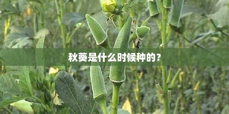 秋葵是什么时候种的？