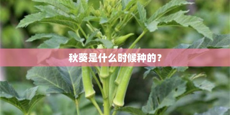 秋葵是什么时候种的？