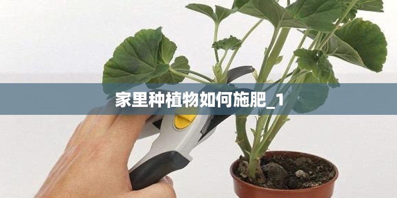 家里种植物如何施肥_1