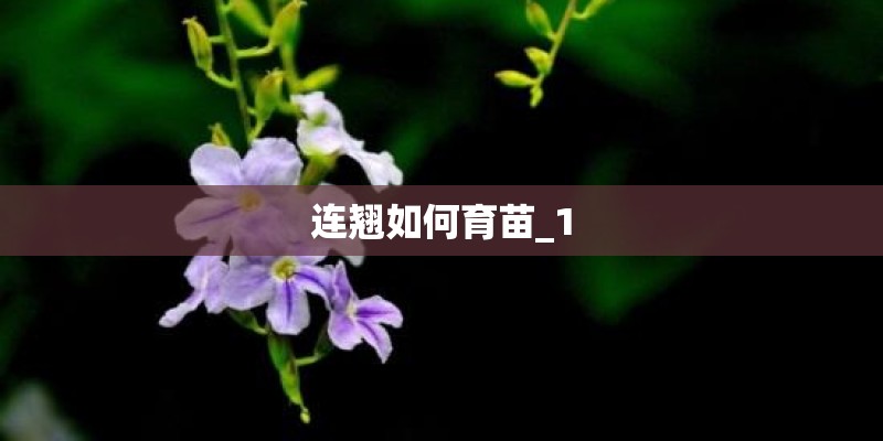 连翘如何育苗_1