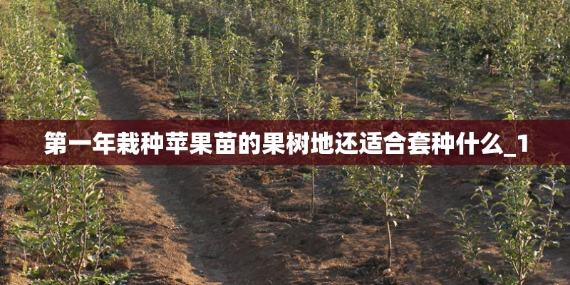 第一年栽种苹果苗的果树地还适合套种什么_1