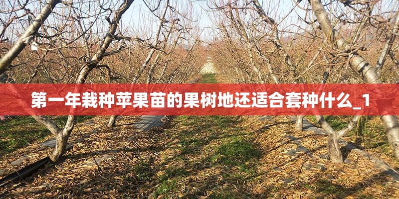 第一年栽种苹果苗的果树地还适合套种什么_1