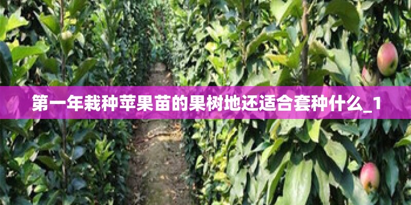 第一年栽种苹果苗的果树地还适合套种什么_1