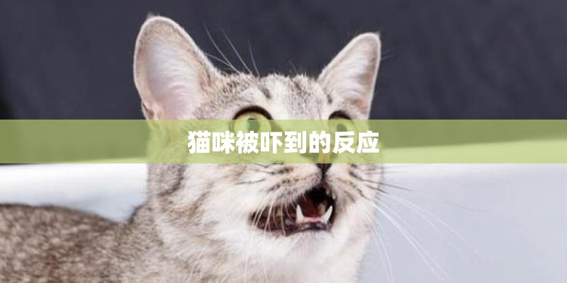 猫咪被吓到的反应